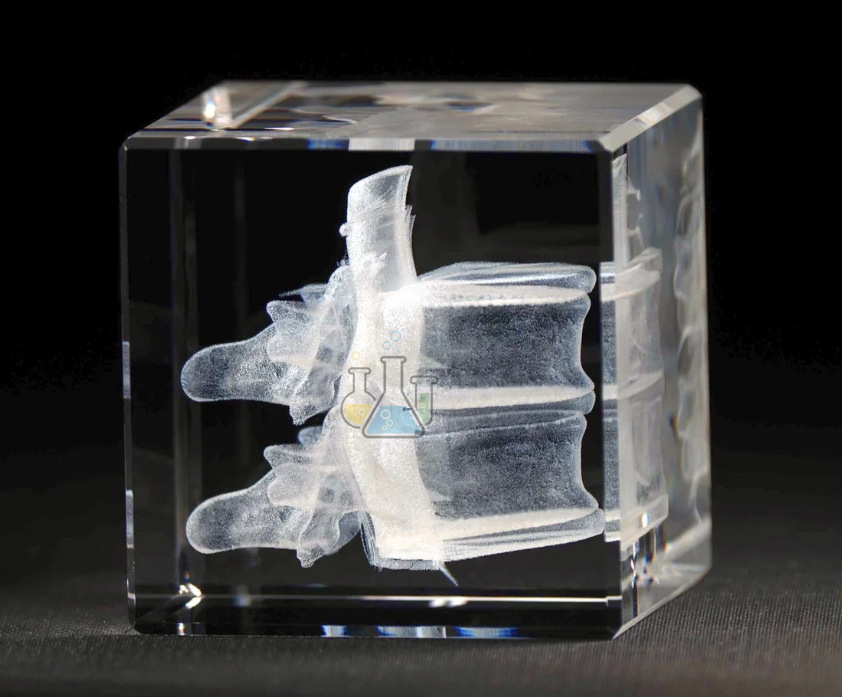 Wirbel 3D-Modell in Glas